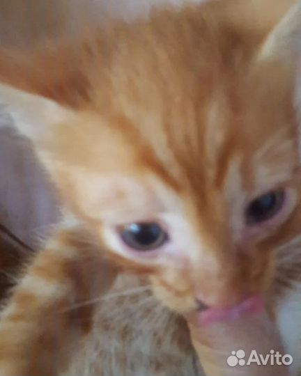 Кошка в дар