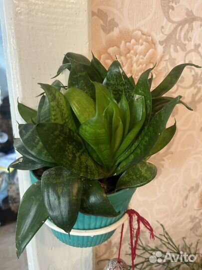 Цветы комнатные