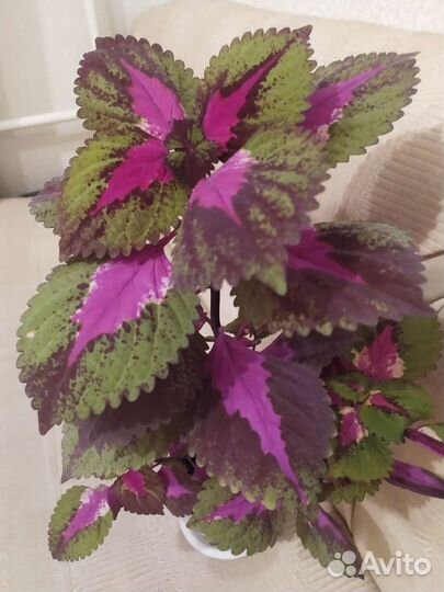 Колеус цветок
