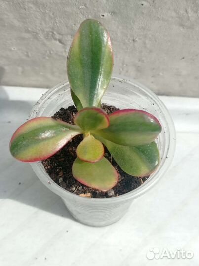 Крассулы сортовые