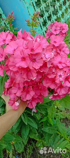 Гелениум, флоксы (многолетники)