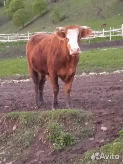 Бык кастрат