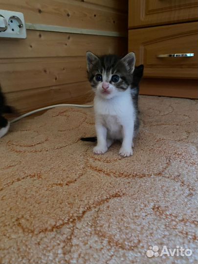Кошка в дар бесплатно