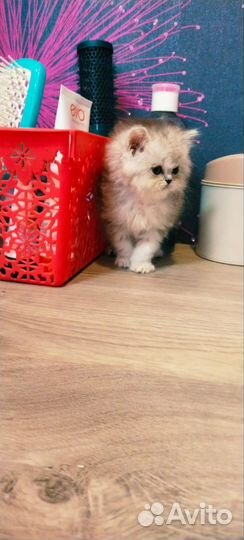 Длинношерстная кошечка