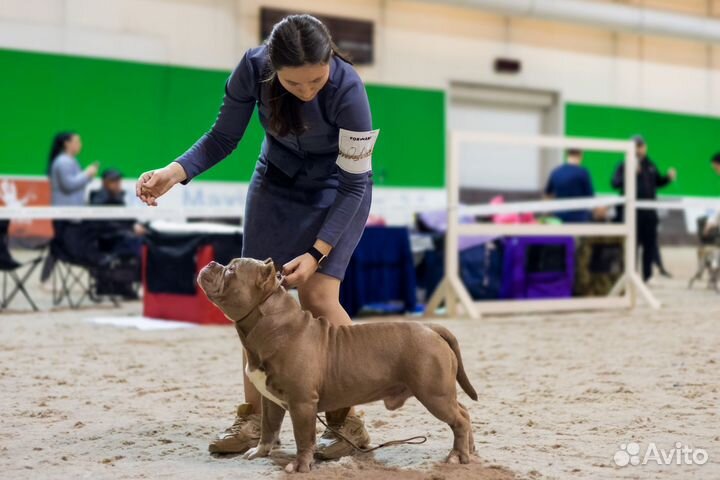 Американский булли вязка