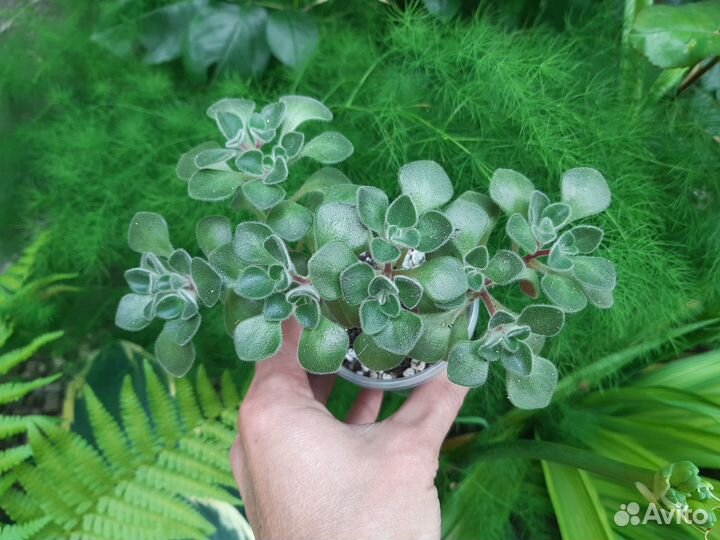 Суккуленты 4