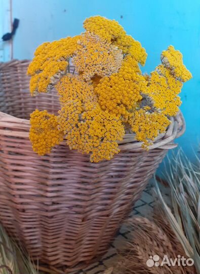 Сухоцветы злаки для декора