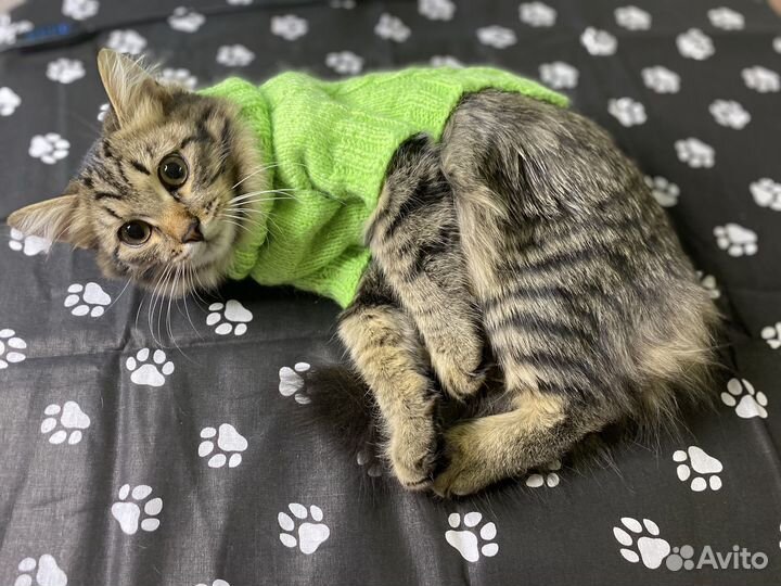 Ожежда для котов и маленьких собак