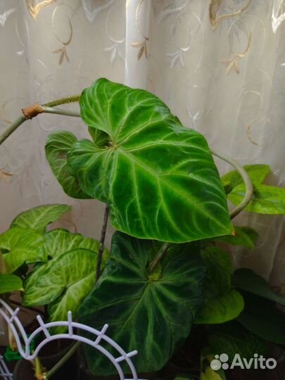 Филодентрон