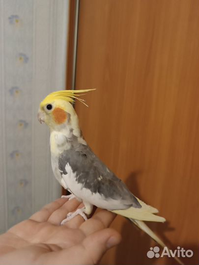 Попугай Корелла самец