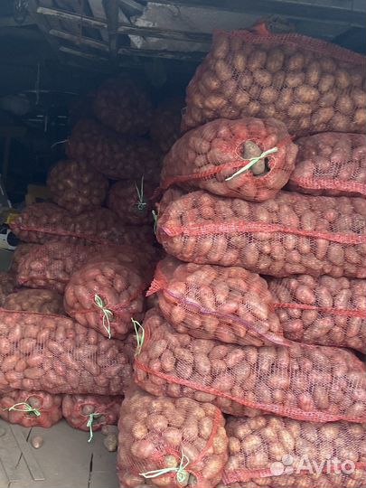 Картофель Розара