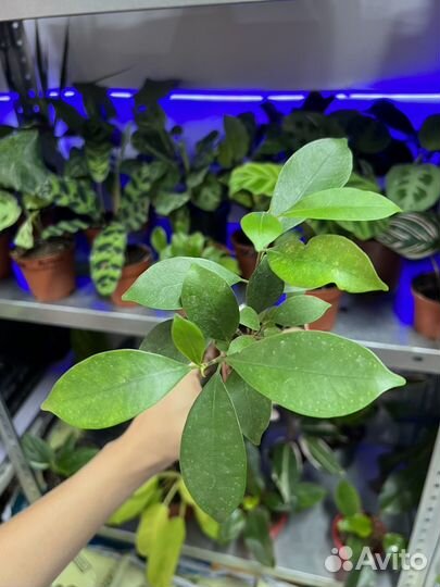 Фикус гинсенг бонсай