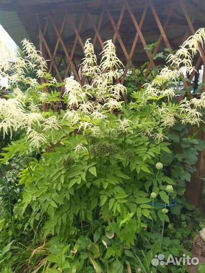 Многолетники и цветущие кустарники