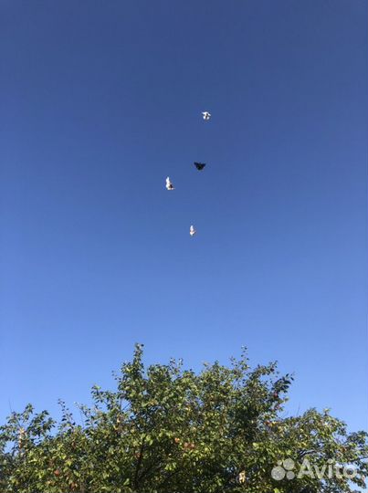 Голуби,Николаевские, бабочки