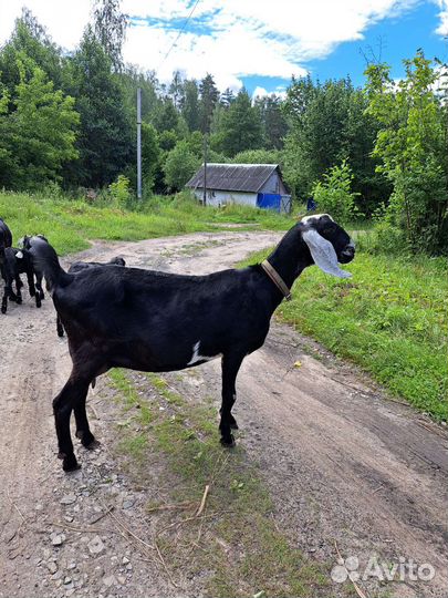 Нубийские козы