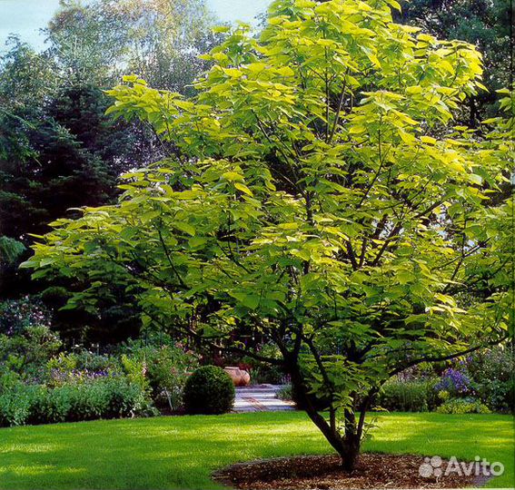 Дуб саженцы