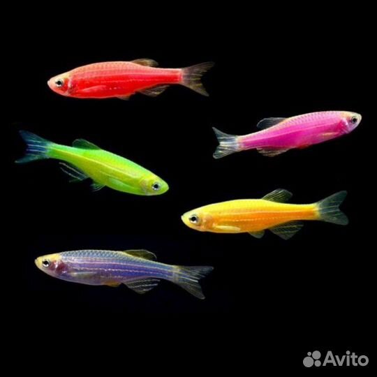 Данио рерио гло разноцветные (арт 2436)