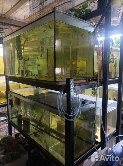 Рыборазводня