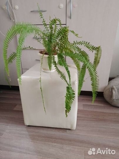 Папоротник нефролепис