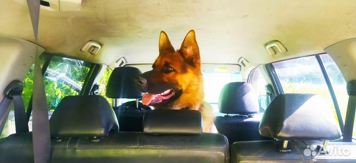 Отдам собаку в добрые руки