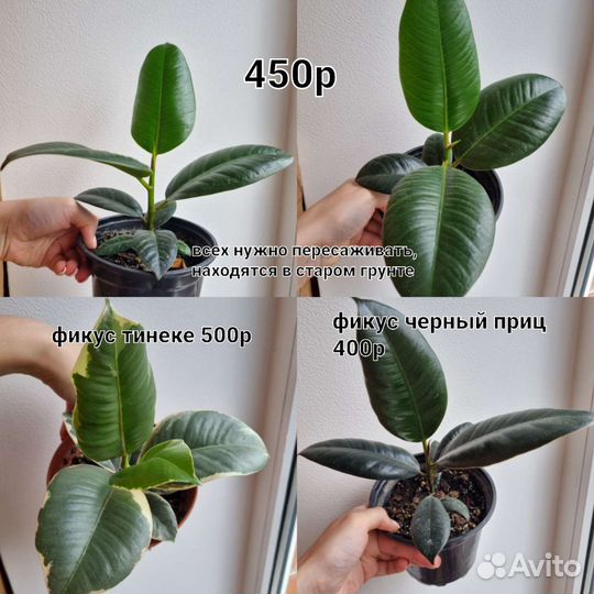 Хавортии, фикусы, литопс, кактусы, эуфорбия