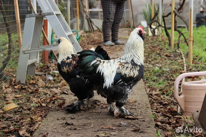 Петухи фавероль 6 месяцев