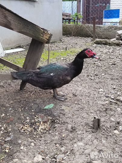 Индоутки Мраморные