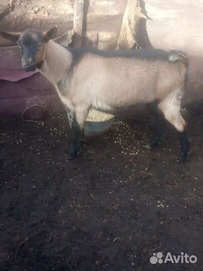 Альпийский козлик