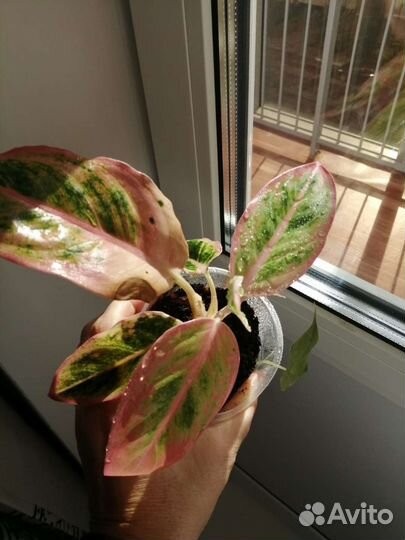 Аглаонема Амелия или Сэлмон фэнтези