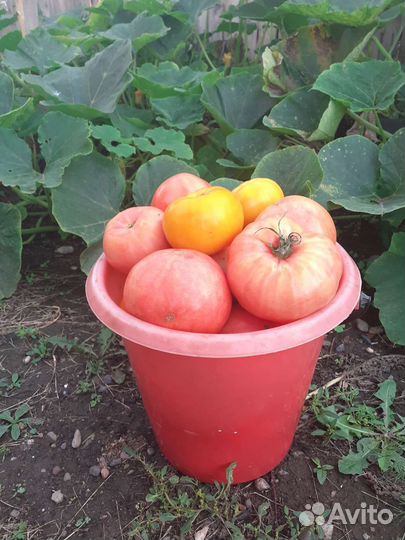 Помидоры домашние на еду