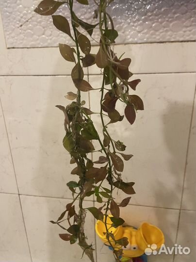 Аквариумные растения