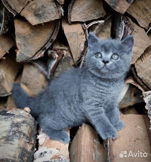 Продаются котята