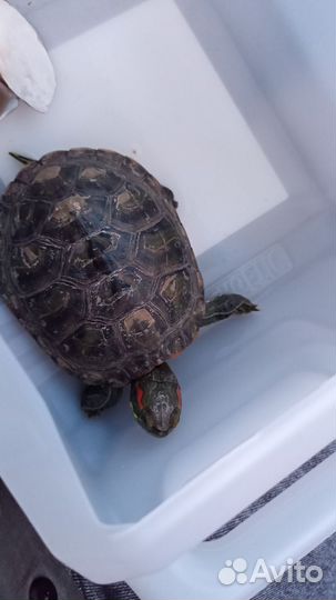 Красноухая черепаха