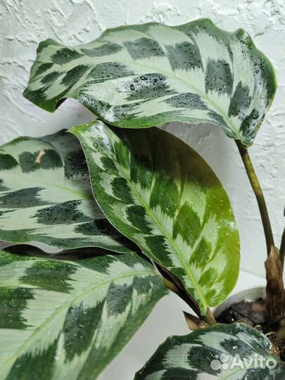 Калатея хелен кеннеди