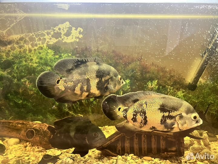 Аквариум с рыбами