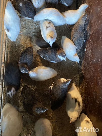 Перепела несушки