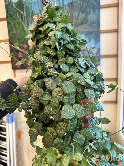 Черенки Dischidia hirsuta(хойя церопегия)