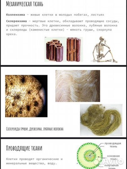 Репетитор по био/помощь на экзамене по биологии