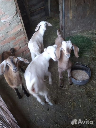 Козлята