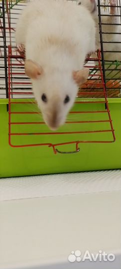 Крысы дамбо