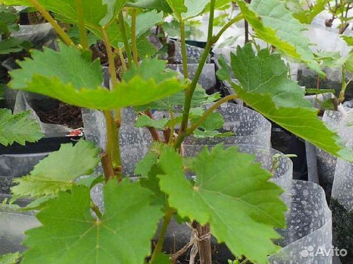 Саженцы винограда