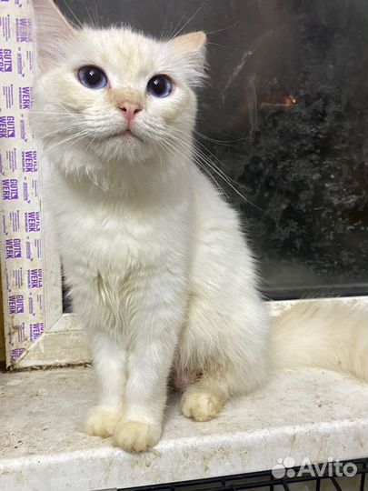 Кошка породистая