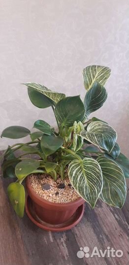 Филодендрон биркин