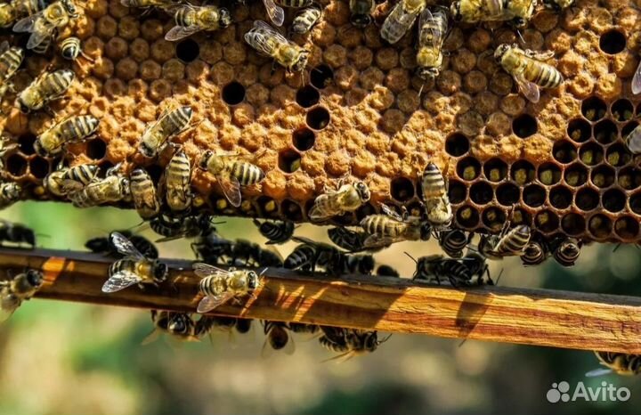 Все для пчеловодства