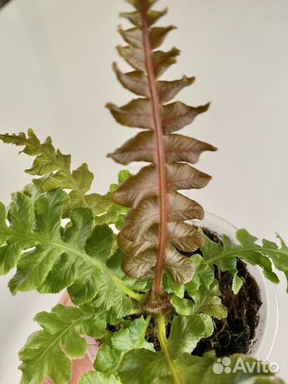 Редкий папоротник