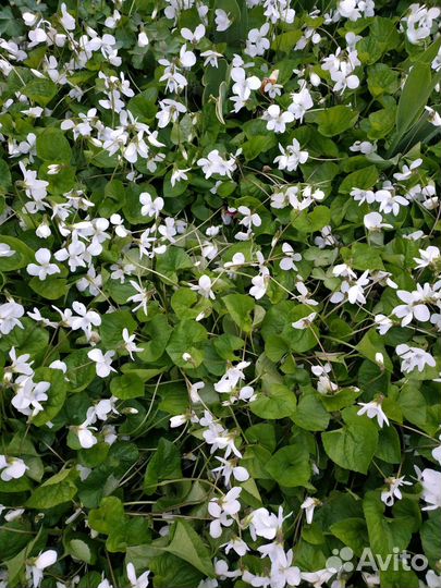 Фиалка садовая