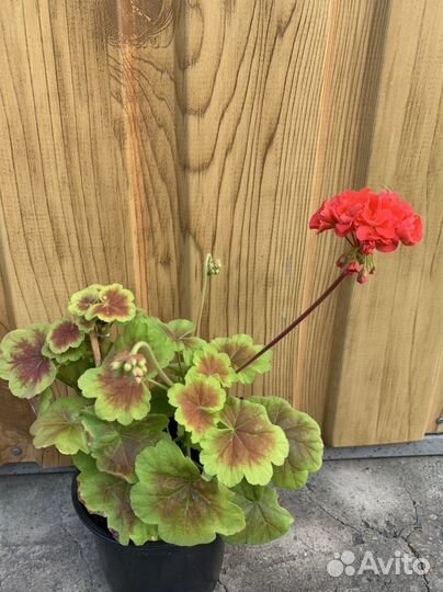 Пеларгония герань