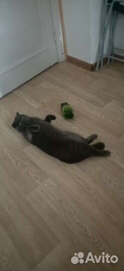 Кот-бегемот на вязку