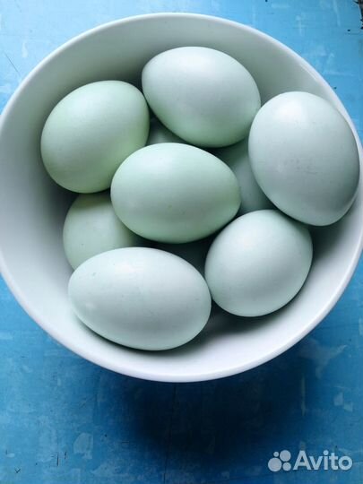 Инкубационное яйцо, цыплята породных кур Легбар