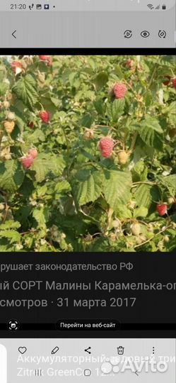 Ремонтантный сорт малины Карамелька